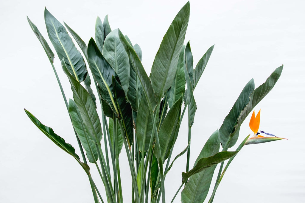 Strelitzia reginae XL (paradijsvogelbloem) – Ø30 cm, 150 cm hoog