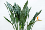 Strelitzia reginae XL (paradijsvogelbloem) – Ø30 cm, 150 cm hoog