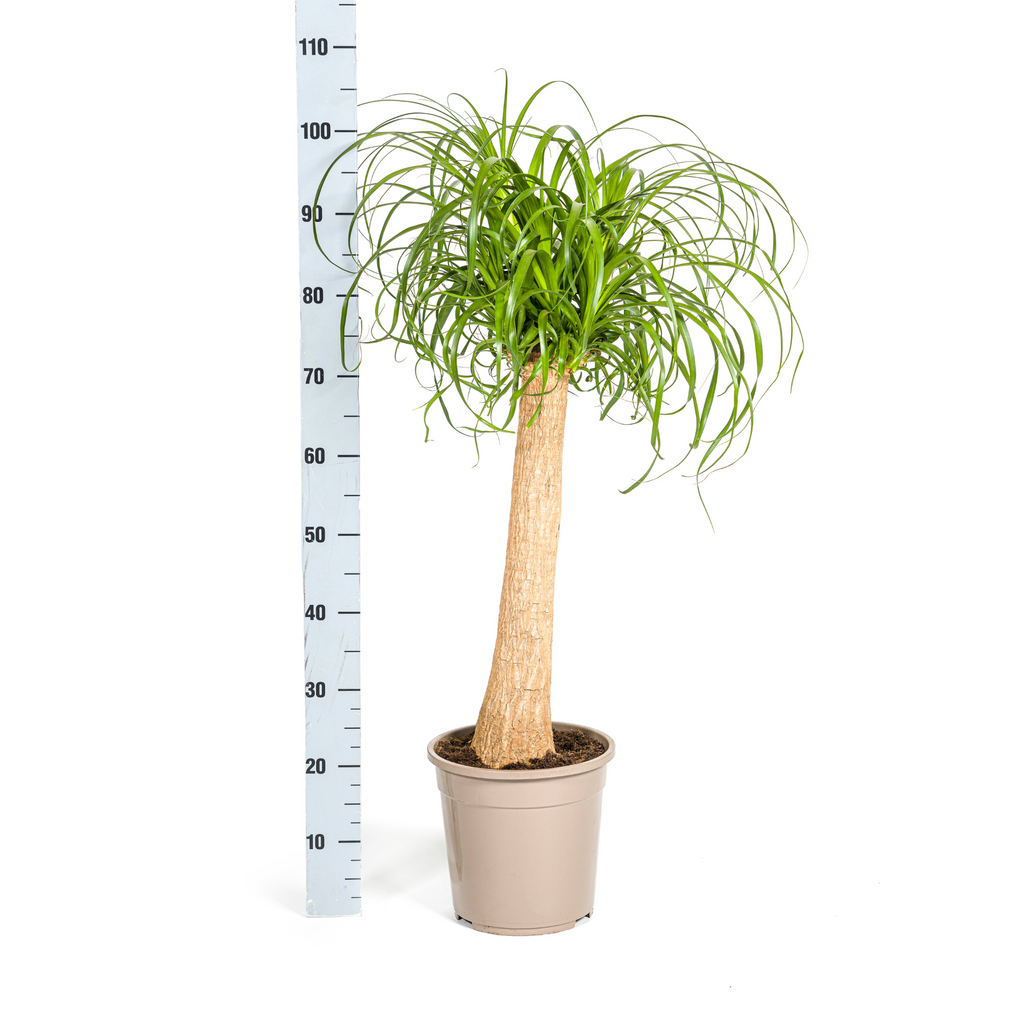 Beaucarnea recurvata Trunk (Elephant's Foot) – Ø24 cm, 80–100 cm high – photo 6