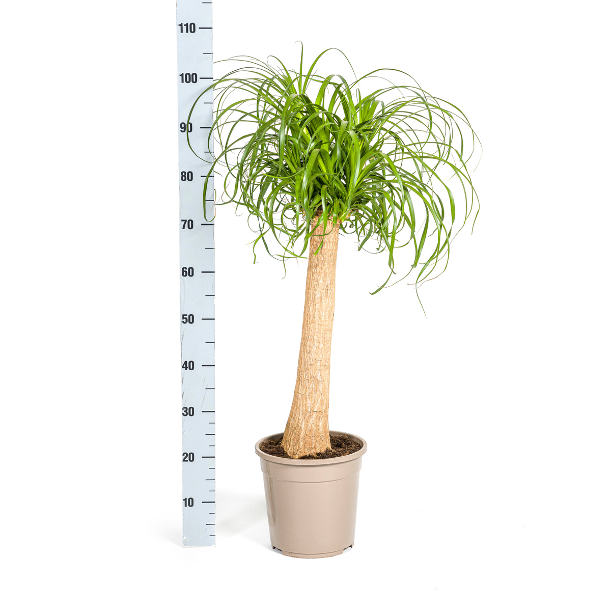 Beaucarnea recurvata Trunk (Elephant's Foot) – Ø24 cm, 80–100 cm high – photo 6