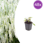 Salvia nemorosa 'Schneehugel' (sauge) – 48 plants, Ø9 cm, 10–25 cm de haut