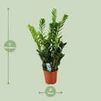 Zamioculcas (plante ZZ) – Ø21 cm, 75 cm de haut – art. 22455