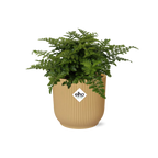 Asplenium Parvati in ELHO Vibes Fold 14cm geel (vogelnestvaren) – 25 cm hoog