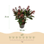 Skimmia japonica 'Rubella' – rot – 3 Pflanzen, Ø11 cm, 25 cm hoch