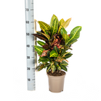 Codiaeum 'Croton' Petra – Ø17 cm, 40–60 cm hoog