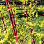 Cornus sibirica (røde grene) – Ø17 cm, 45 cm høj