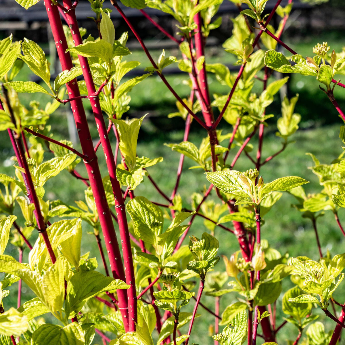 Cornus sibirica (røde grene) – Ø17 cm, 45 cm høj – billede 4