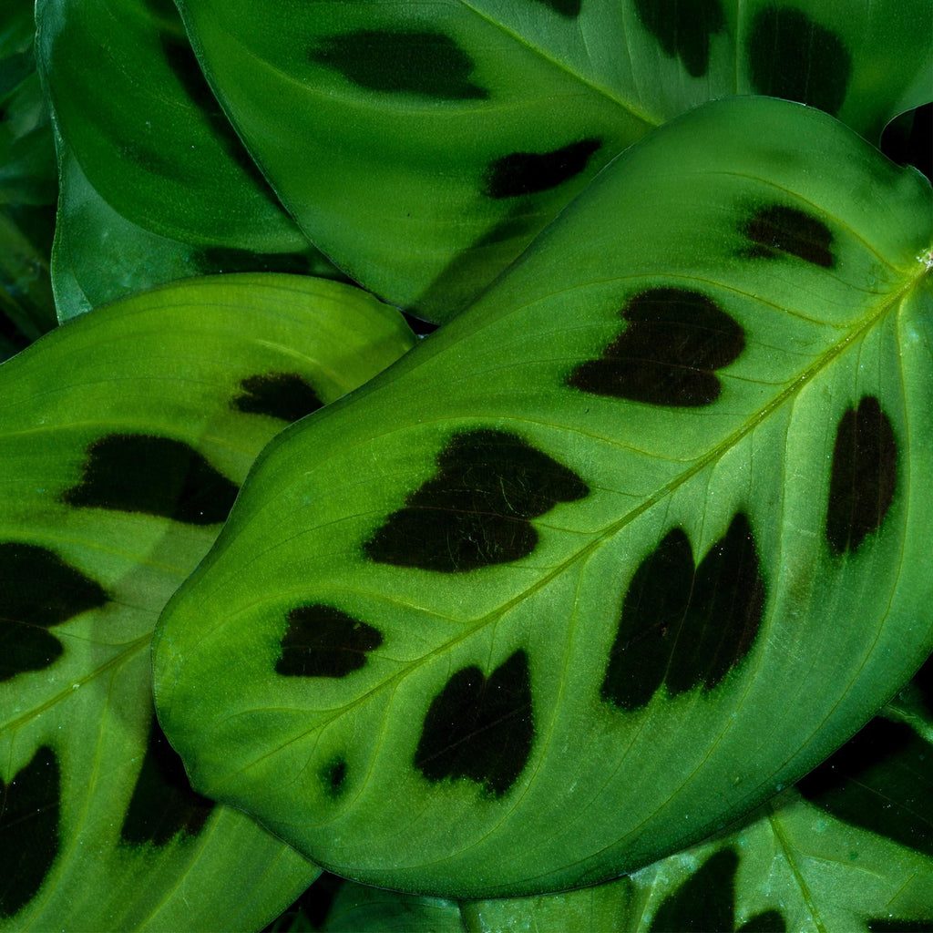 2× Maranta Fascinator Kerchoveana (bedplant) i Potter-pyntepotte grå – Ø12 cm, 25 cm høj