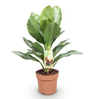 Aglaonema Silver Bay – Ø17 cm, 70–75 cm de haut