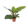 Philodendron Imperial Green – Ø 17 cm, 60 cm hoch