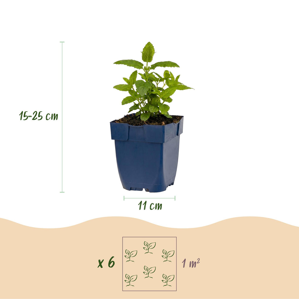 Nepeta nerv. 'Neptune' (Katzenminze) – lila – 3 Pflanzen, Ø 11 cm, 15–25 cm hoch – Bild 3