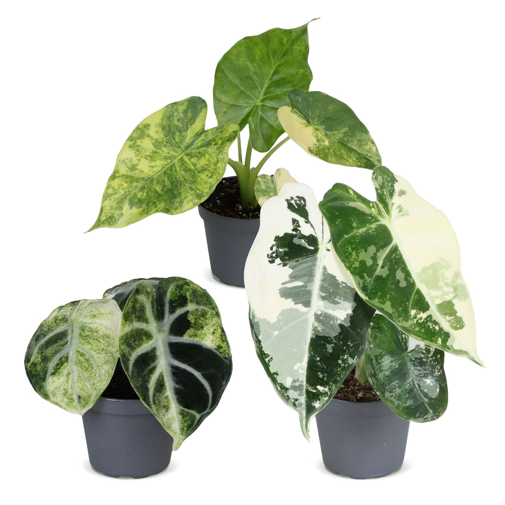 3× Baby Alocasia Tricolour Variegata (Elephant Ear) – Ø6 cm, 5–15 cm tall – photo 2