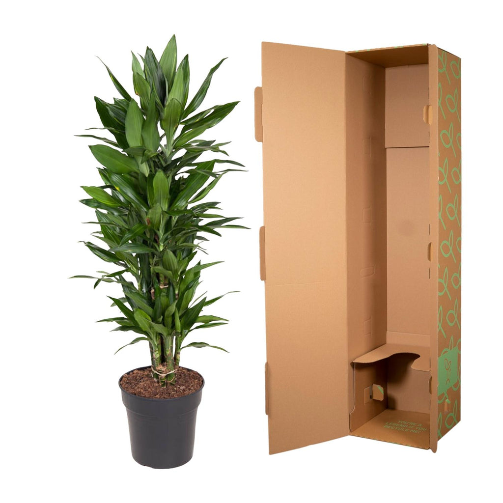 Dracaena Janet Lind verzweigt (Drachenbaum) – Ø 27 cm, 110 cm hoch