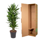 Dracaena Janet Lind verzweigt (Drachenbaum) – Ø 27 cm, 110 cm hoch