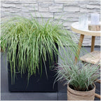 Carex hachijoensis 'Evergold' (Segge) – 6 Pflanzen, Ø 14 cm, 25 cm hoch