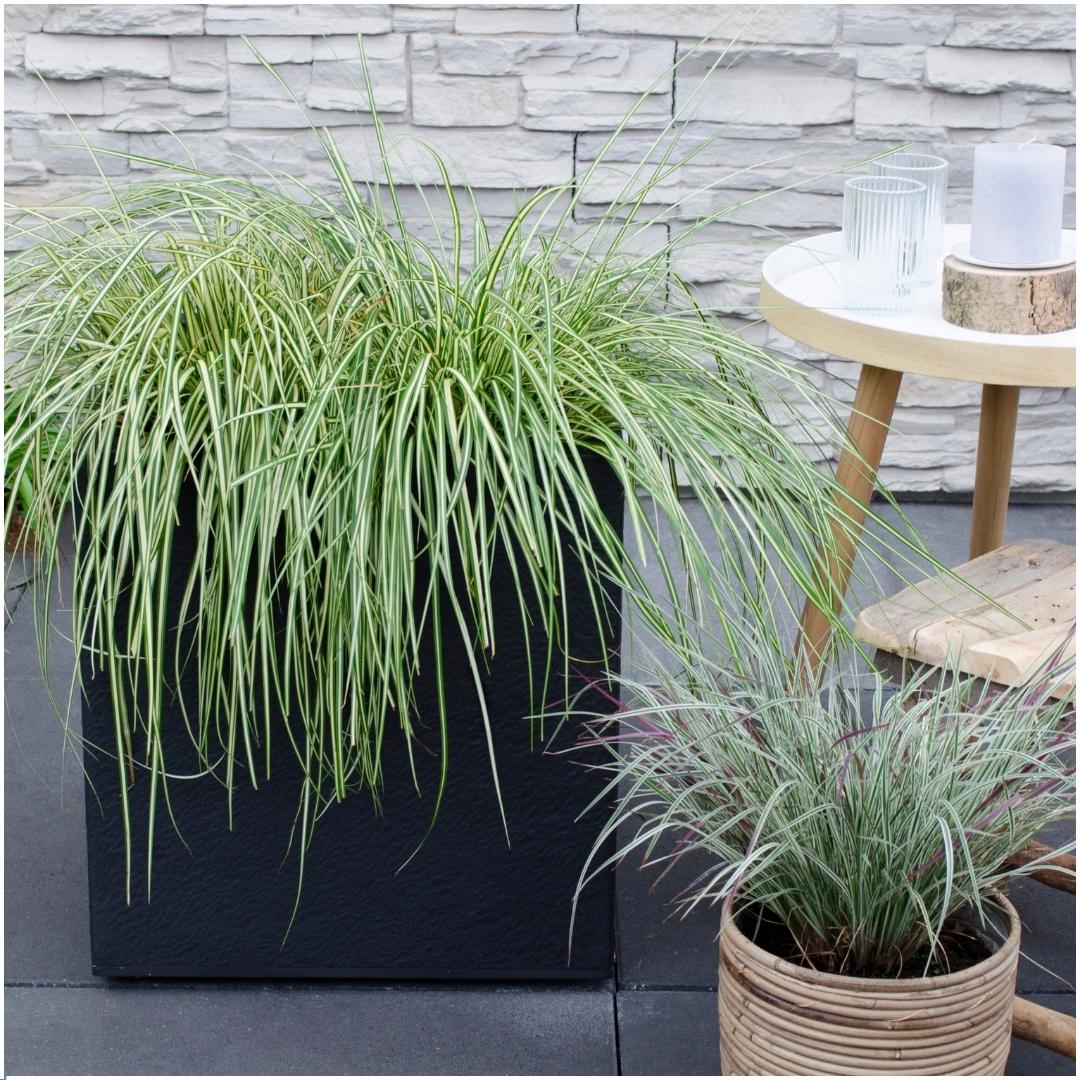 Carex hachijoensis 'Evergold' (Japanische Segge) – 6 Pflanzen, Ø 14 cm, 25 cm hoch – Bild 3