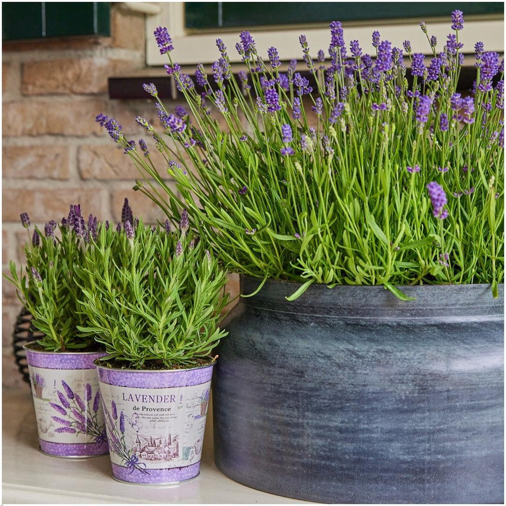 Lavandula angustifolia 'Felice' (lavender) in lavender-print decorative pot – 3 plants, Ø13 cm, 250 cm high – photo 2