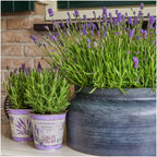 Lavandula angustifolia 'Felice' (lavender) in lavender-print decorative pot – 3 plants, Ø13 cm, 250 cm high