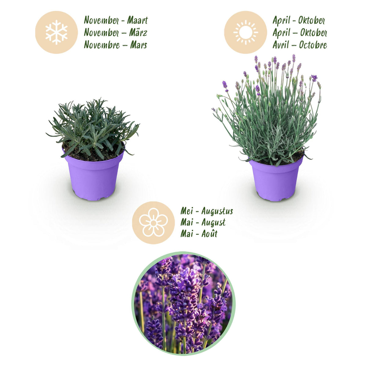 Lavandula angustifolia 'Munstead' (lavendel) – paars – 3 planten, Ø12 cm, 15–25 cm hoog