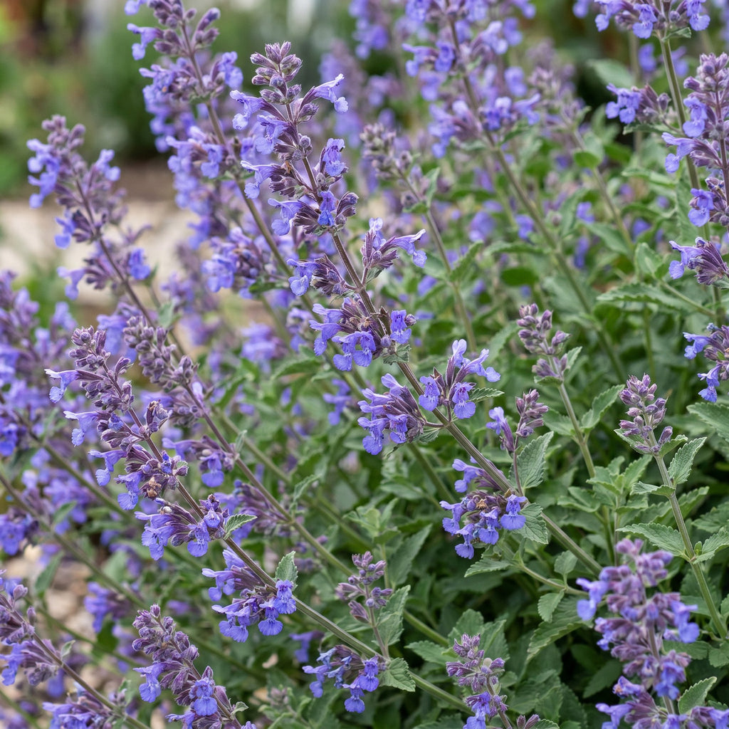 Nepeta faassenii 'Six Hills Giant' (catmint) – purple – 6 plants, Ø11 cm, 15–25 cm high – photo 5
