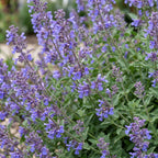 Nepeta faassenii 'Six Hills Giant' (catmint) – purple – 6 plants, Ø11 cm, 15–25 cm high