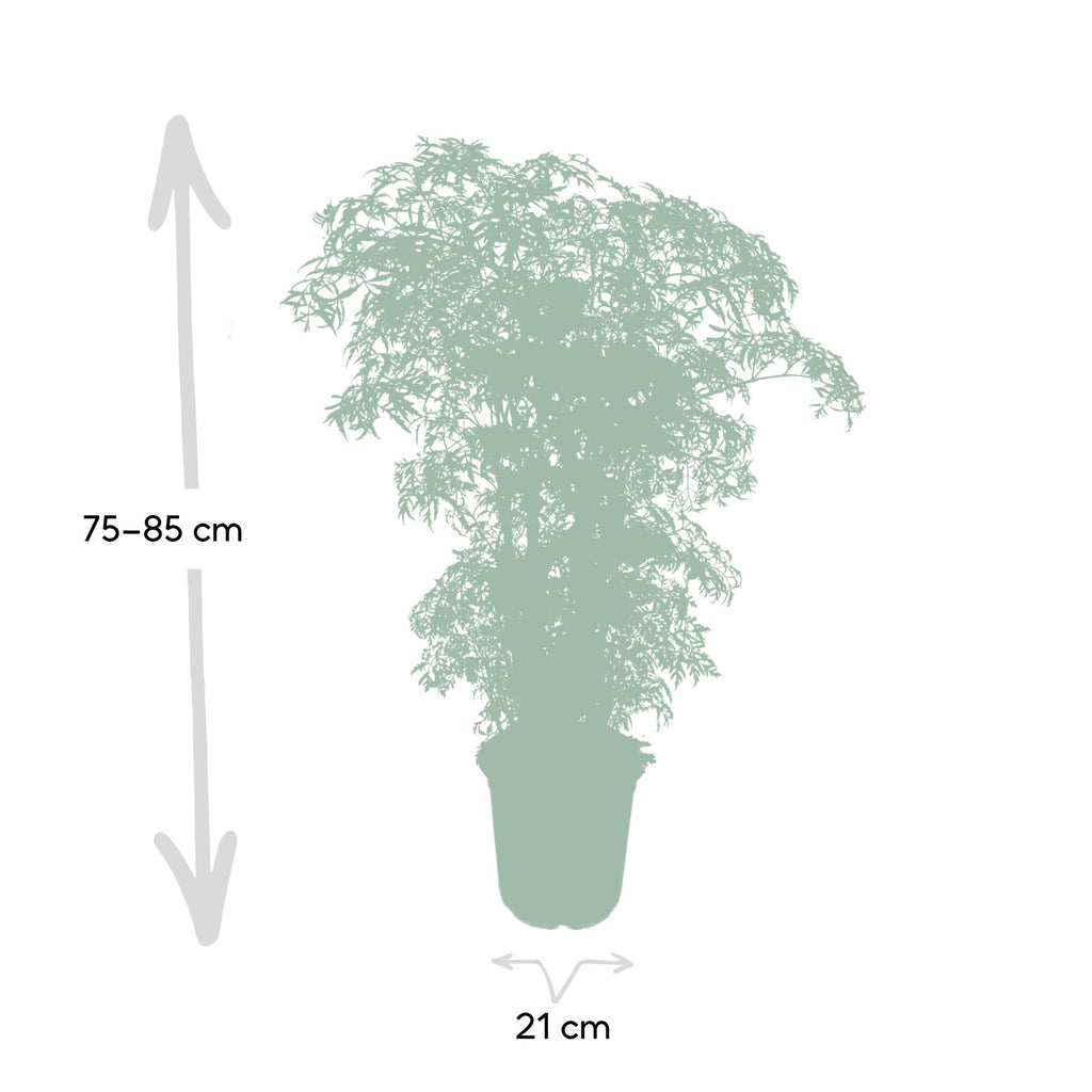 Aralia (Polyscias) – Ø21 cm, 75 cm hoog