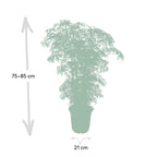 Aralia (Polyscias) – Ø21 cm, 75 cm hoog