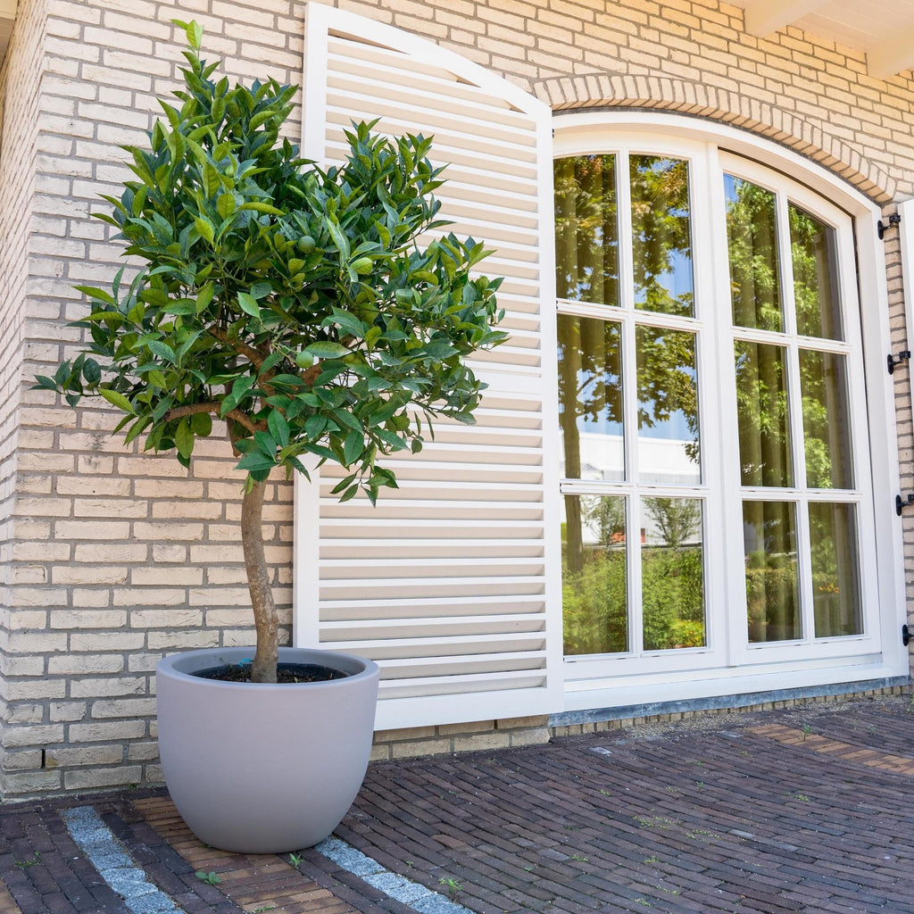 Citrus tree (Citrus) – Ø35 cm, 200 cm high – photo 4