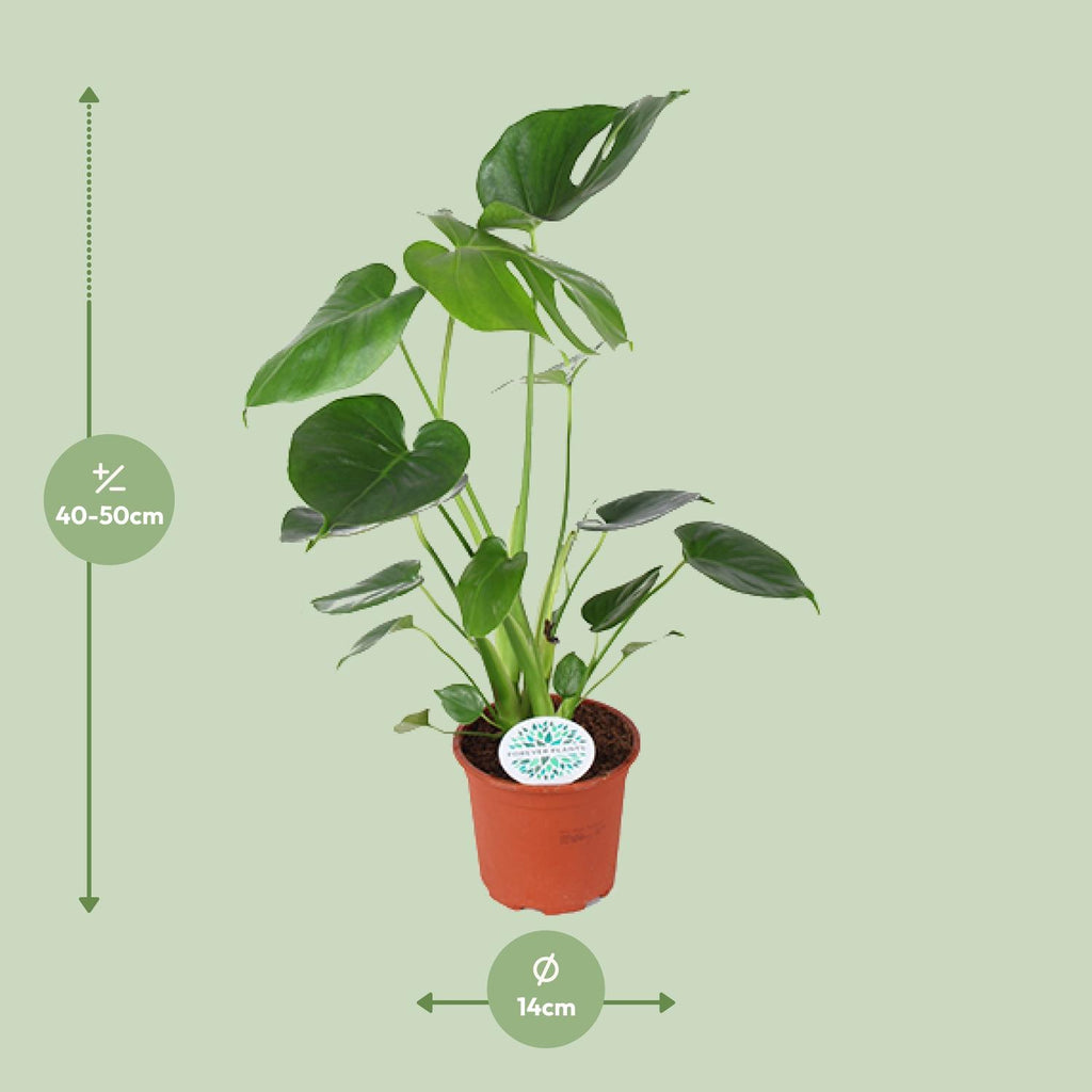 Monstera deliciosa (gatenplant) – Ø14 cm, 45 cm hoog