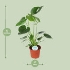 Monstera deliciosa (gatenplant) – Ø14 cm, 45 cm hoog