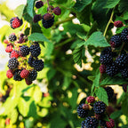 Rubus fruticosus 'Triple Crown' (zwarte braam) – 2 planten, Ø11 cm, 40 cm hoog