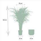 Palmier areca (Dypsis) – Ø21 cm – art. 1464