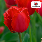 Tulpe 'Masterpeace' – 20 Blumenzwiebeln (Zwiebelgröße 11/12)