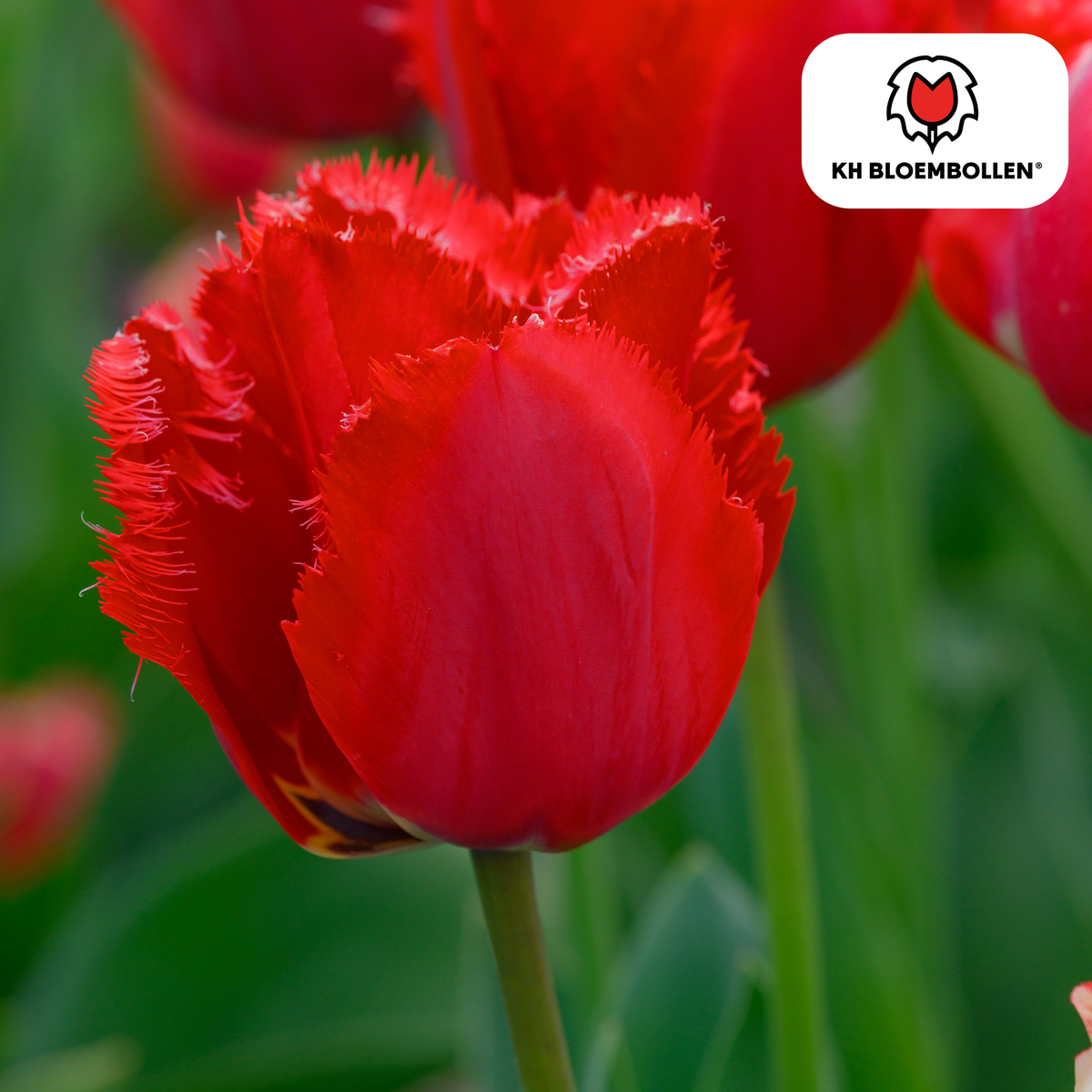 Tulipe 'Masterpeace' – 20 bulbes (calibre 11/12)