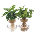 2× Globe en verre Duo Monstera Adansonii/Syngonium Green (mini-monstera) – Ø12 cm, 12–30 cm de haut