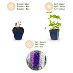Delphinium 'Black Knight' (pied-d'éléphant) – violet – 6 plants, Ø11 cm, 15–25 cm de haut