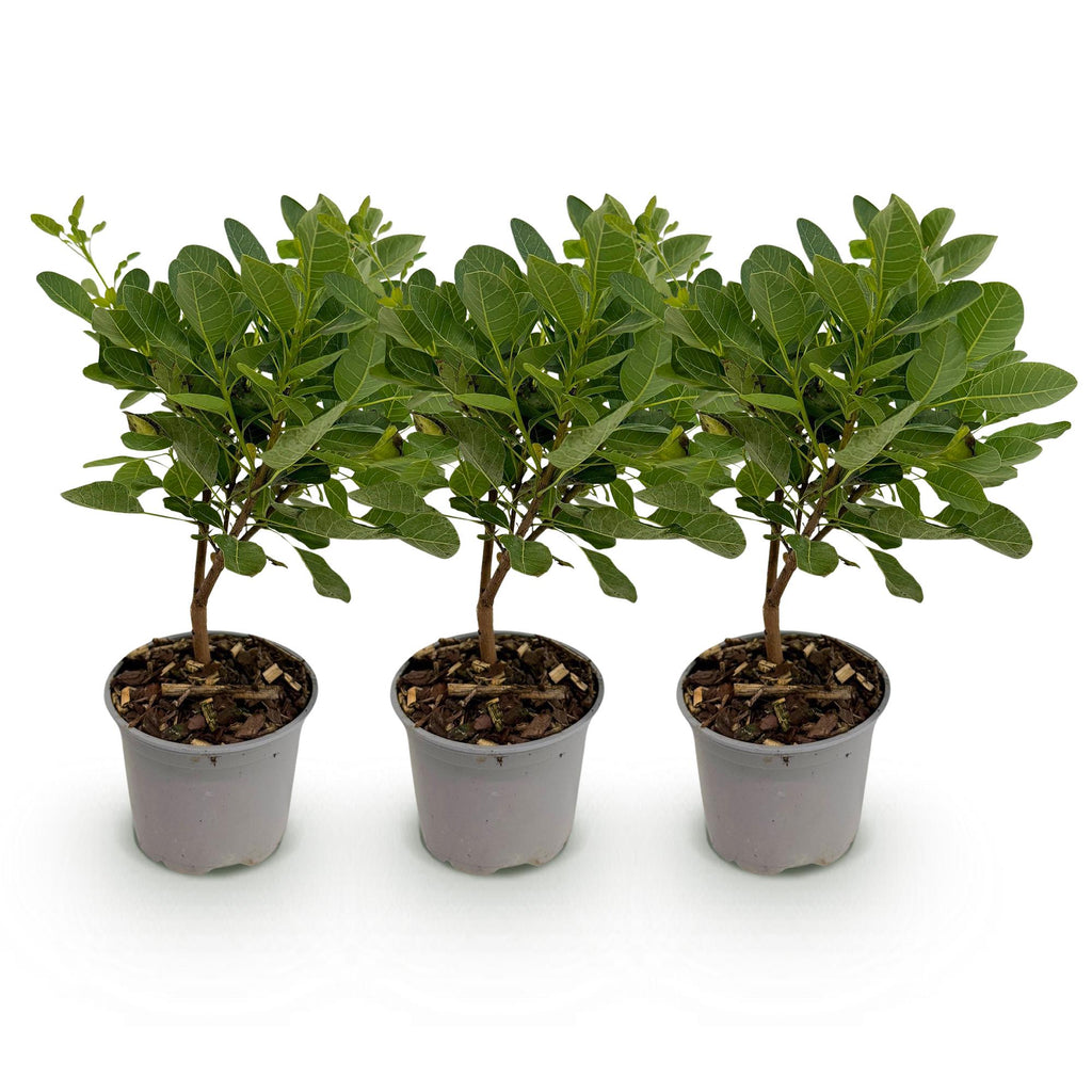 Cotinus coggyria 'Young Lady' (Pfeifenbaum) – 3 Pflanzen, Ø 12 cm, 35 cm hoch – Bild 2