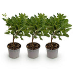 Cotinus coggyria 'Young Lady' (Pfeifenbaum) – 3 Pflanzen, Ø 12 cm, 35 cm hoch