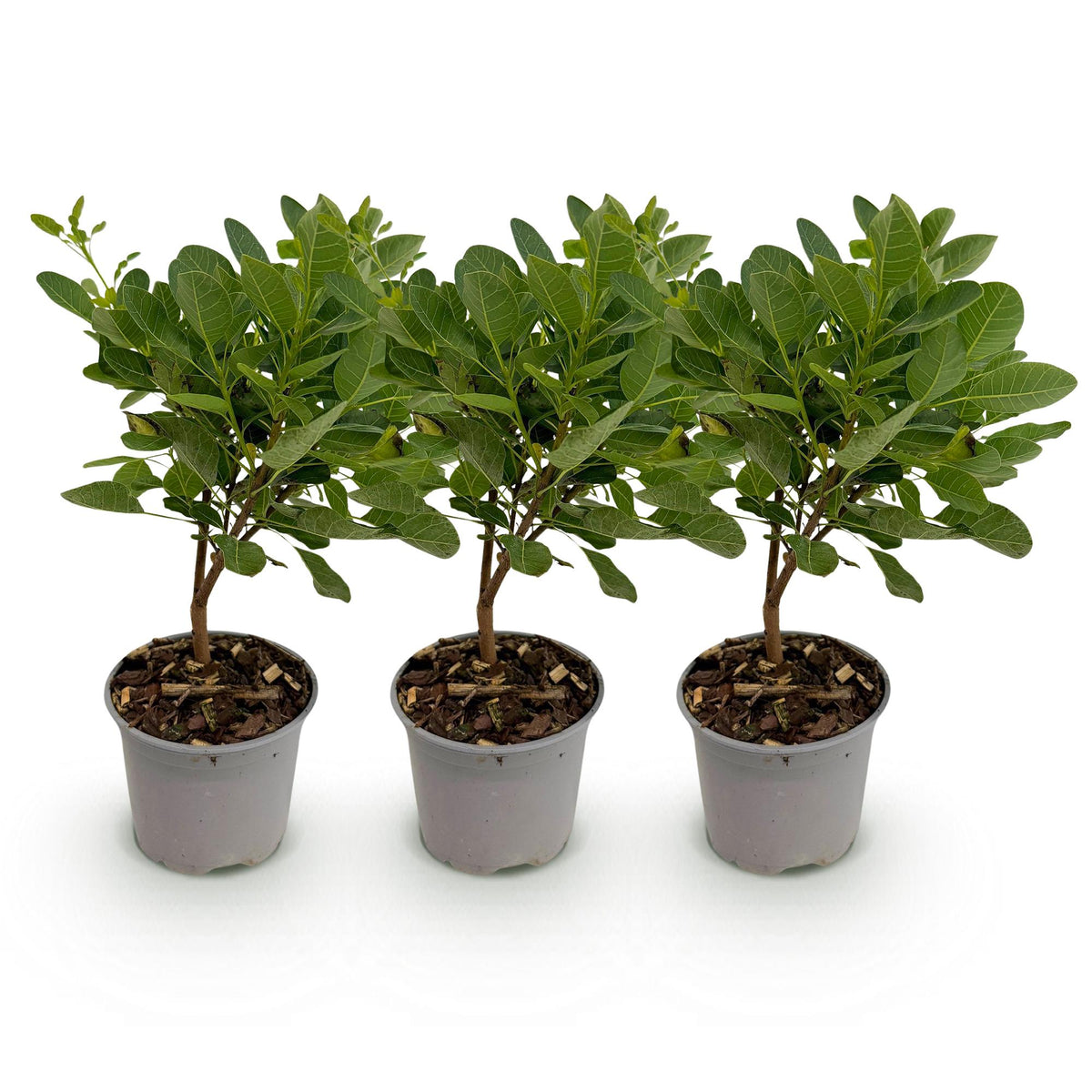 Cotinus coggyria 'Young Lady' (Pfeifenbaum) – 3 Pflanzen, Ø 12 cm, 35 cm hoch – Bild 2
