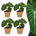 4× Philodendron gloriosum med kurv – Ø12 cm, 25 cm høj
