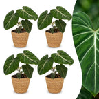 4× Philodendron gloriosum med kurv – Ø12 cm, 25 cm høj