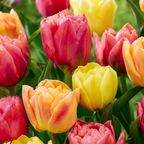Tulpenmix 'Symbiosa' – 48 Blumenzwiebeln (Zwiebelgröße 11/12)