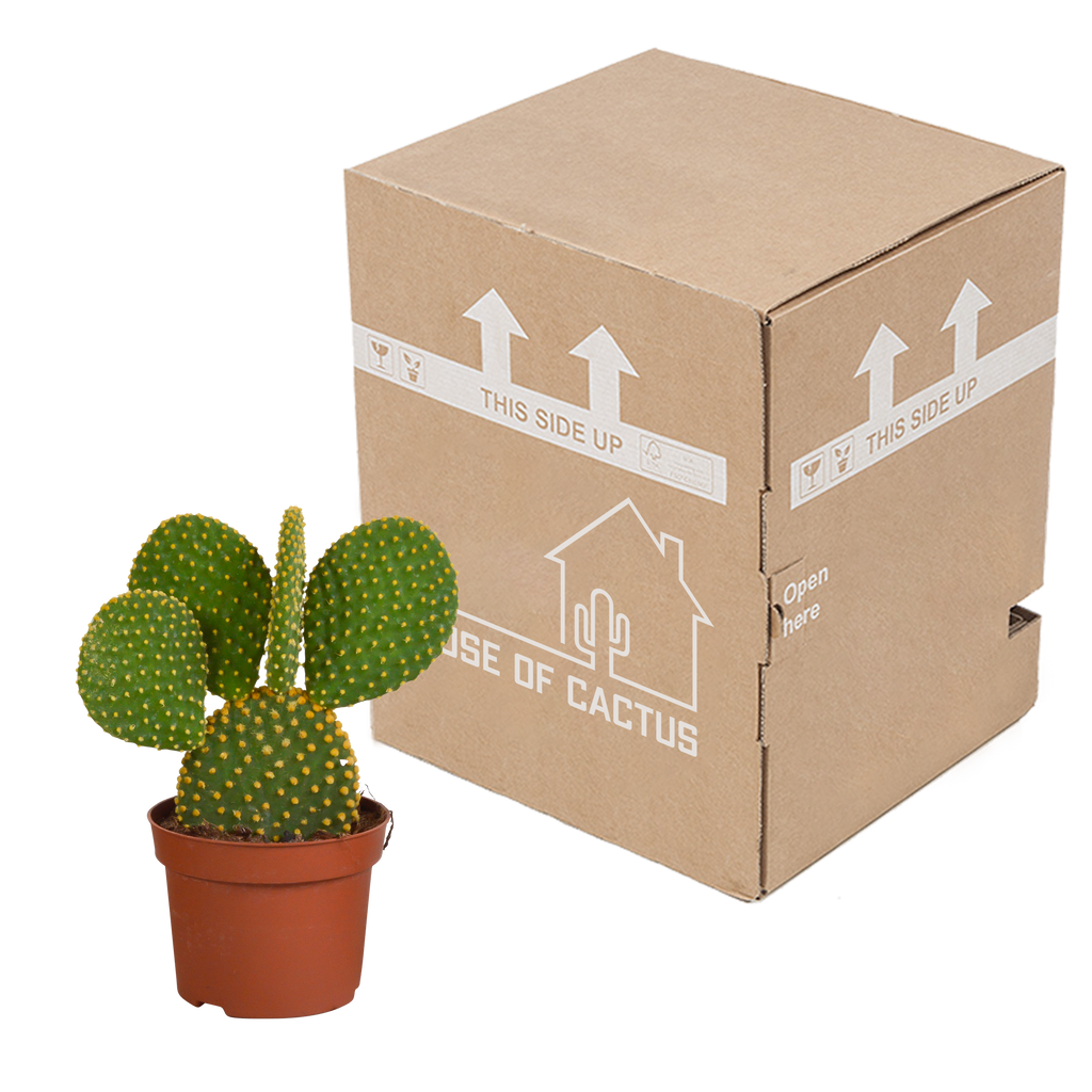 Opuntia microdasys (schijfcactus) zonder sierpot – Ø12 cm, 12 cm hoog – foto 4