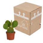 Opuntia microdasys (schijfcactus) zonder sierpot – Ø12 cm, 12 cm hoog