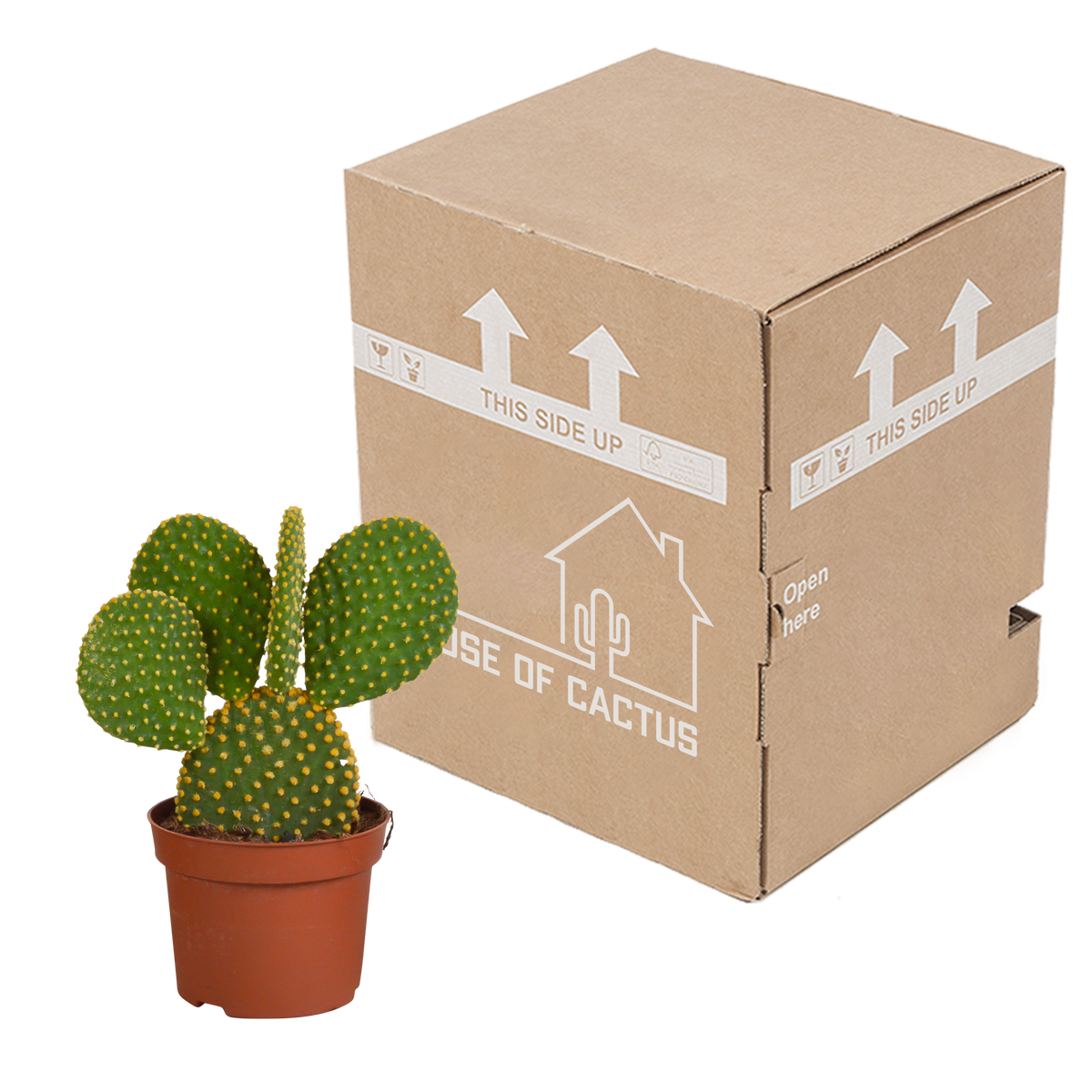 Opuntia microdasys (schijfcactus) zonder sierpot – Ø12 cm, 12 cm hoog – foto 4