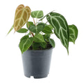 Anthurium Chrystallium (flamingoplant) – Ø12 cm, 35 cm hög
