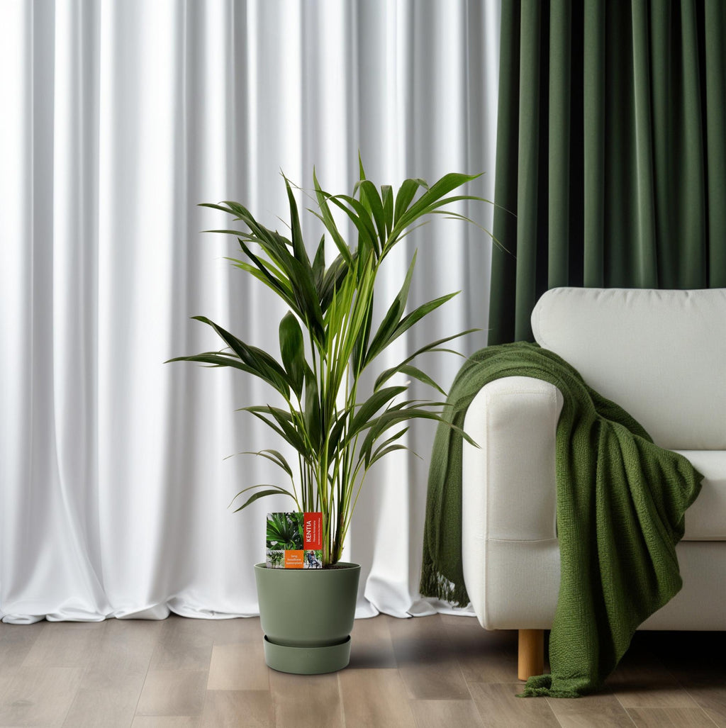 Howea forsteriana (Kentia palm) – Ø19 cm, 100 cm high – photo 6