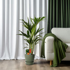 Howea forsteriana (Kentia palm) – Ø19 cm, 100 cm high