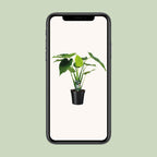 Alocasia Cucullata (elefantøre) – Ø19 cm, 55 cm høj