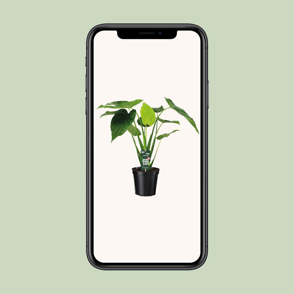 Alocasia Cucullata (elefantøre) – Ø19 cm, 55 cm høj